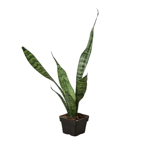 Pianta del serpente 'Zeylanica'