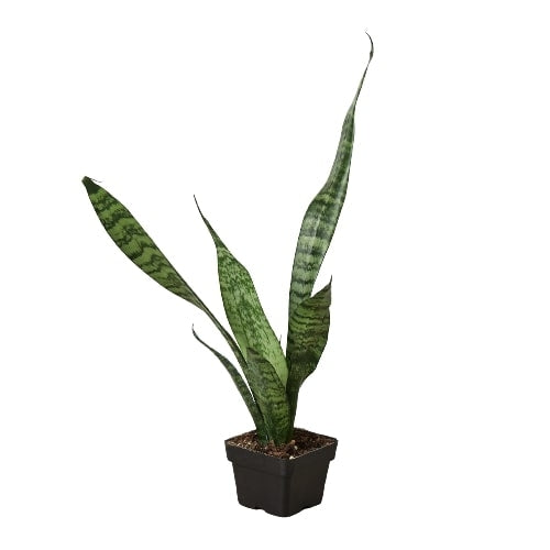 Pianta del serpente 'Zeylanica'