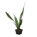 Pianta del serpente 'Zeylanica'