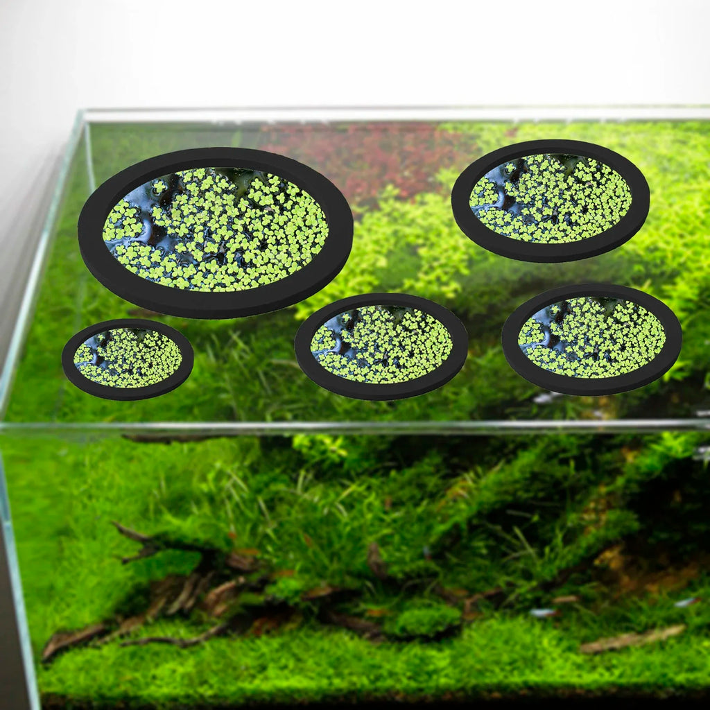5 pezzi EVA anello di alimentazione per pesci acquario galleggiante per piante barriera galleggiante per acquario stagno accessori anelli per piante 