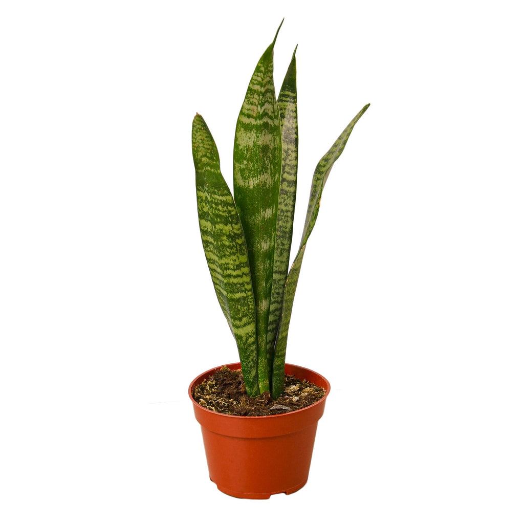 Pianta del serpente 'Zeylanica'