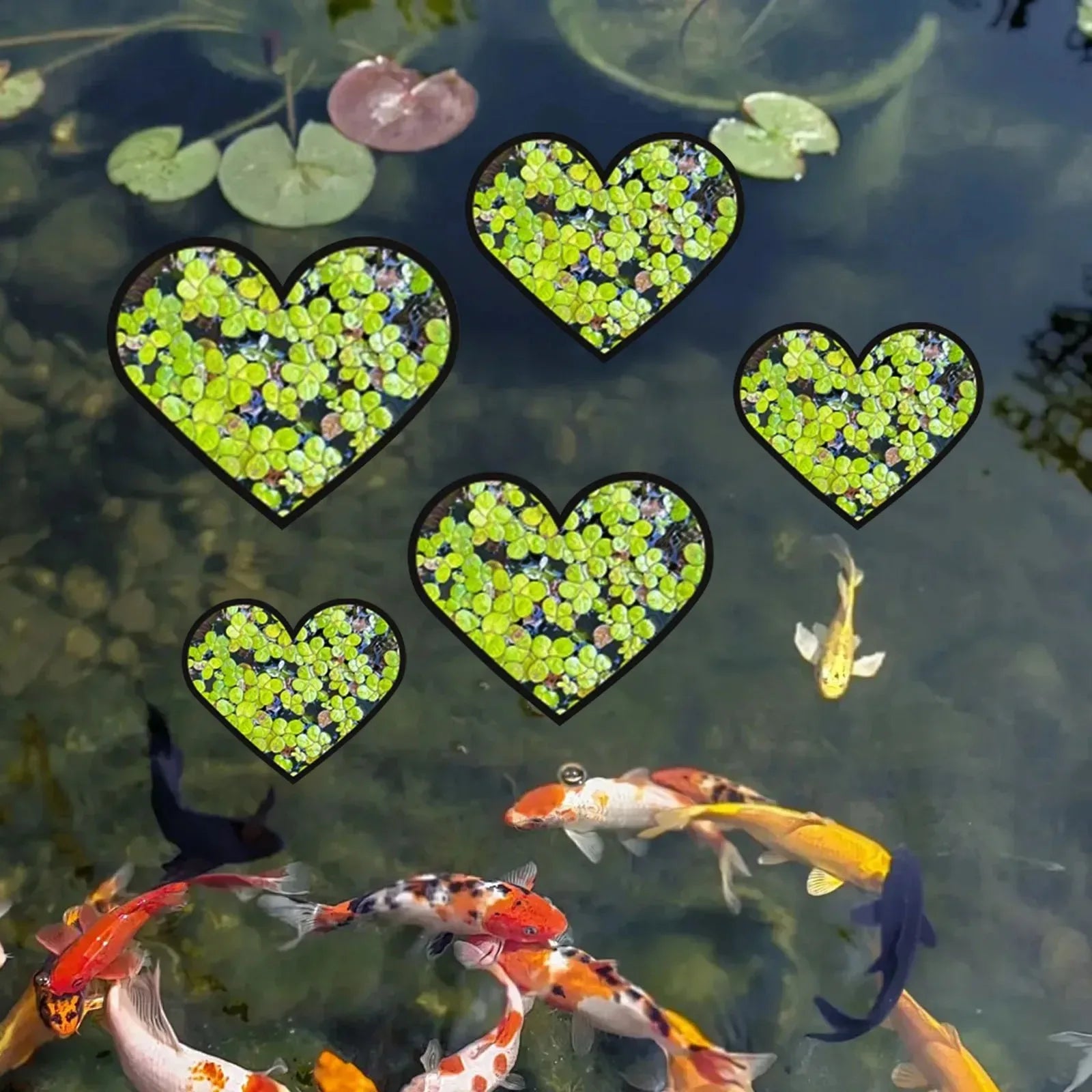 5 pezzi EVA anello di alimentazione per pesci acquario galleggiante per piante barriera galleggiante per acquario stagno accessori anelli per piante 