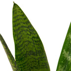 Pianta del serpente 'Zeylanica'