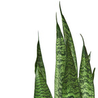Pianta del serpente 'Zeylanica'
